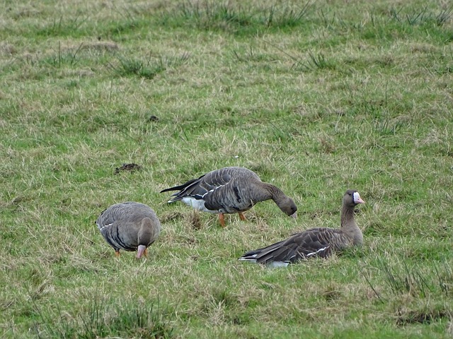 南非在本场 南非在本场